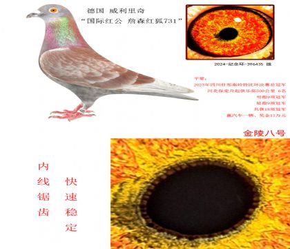 6 桰Ht ղɭt731