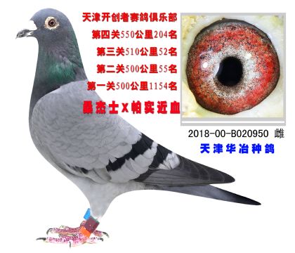 Aұ_(chung)51052