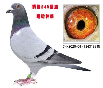 240HѪ189