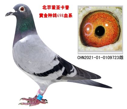 ң698Ѫϵ