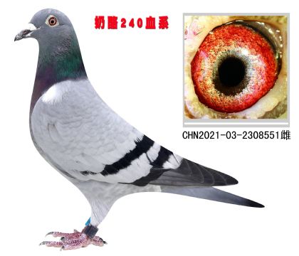 Է240Ѫϵ551