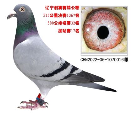 |(chung)վِ17