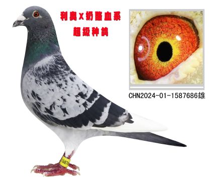 WX686