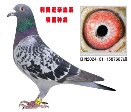 WH687