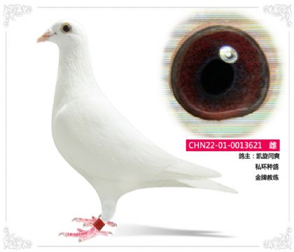 凱旋閆爽 私環(huán)種鴿621 雌