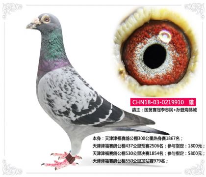 天津津福賽鴿公棚550公里加站賽979名 雄