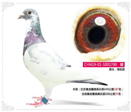 北京奧龍賽鴿俱樂部500公里97名 雄