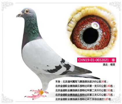 北京金翅職業(yè)賽鴿俱樂部特比環(huán)三關(guān)綜合鴿王137名 雄