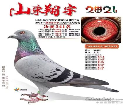 山東翔宇賽鴿春棚500公里決賽341名 雌