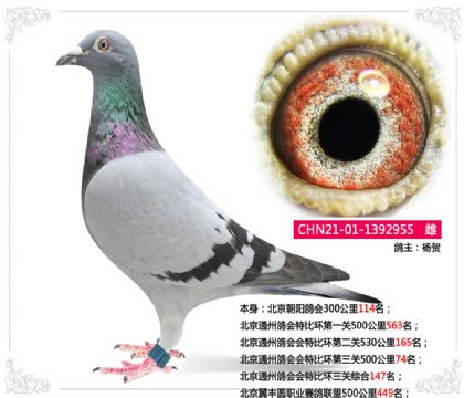 北京通州鴿會(huì)會(huì)特比環(huán)三關(guān)綜合147名 雌
