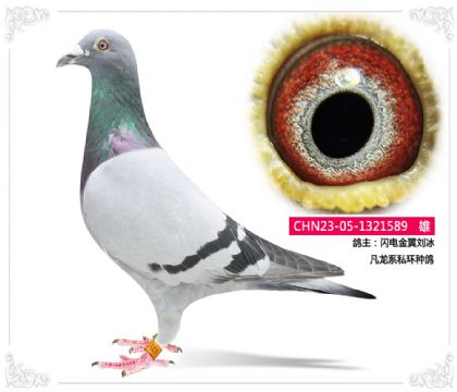 閃電金翼劉冰 凡龍系私環(huán)種鴿589 雄