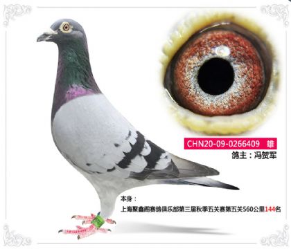 上海聚鑫閣賽鴿俱樂部560公里144名 雄