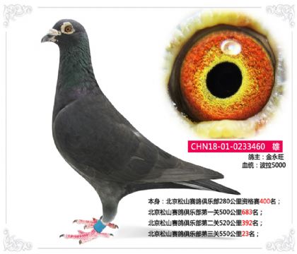金永旺---北京松山賽鴿俱樂部第三關(guān)550公里23名 雄