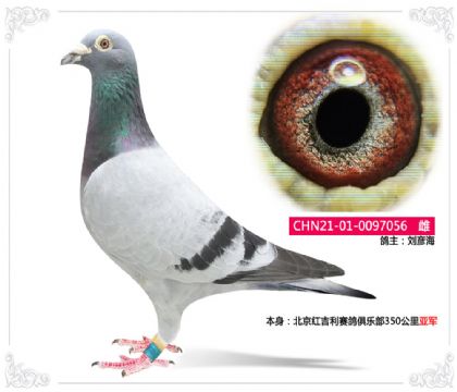 北京紅吉利賽鴿俱樂部350公里亞軍 雌