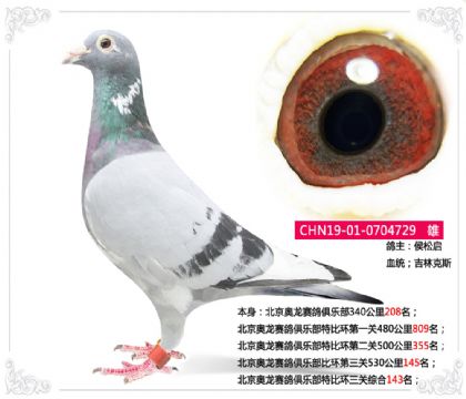 北京奧龍賽鴿俱樂部特比環(huán)三關(guān)綜合143名 雄