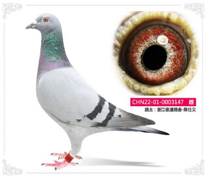 極速鴿舍-陳仕義----147 雌