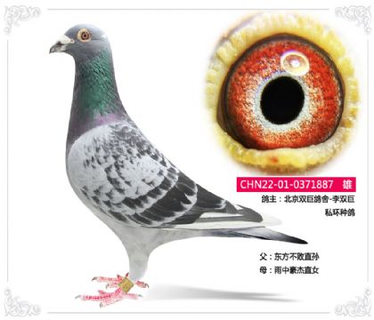 北京雙巨鴿舍-李雙巨 私環(huán)種鴿 雄