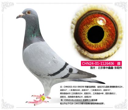 北京泰中鑫鑫-張朝偉--波西瓦406 雌