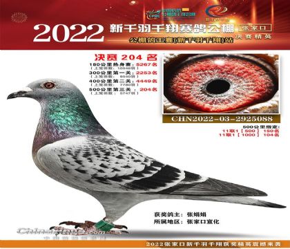 張家口新千羽千翔賽鴿公棚500公里決賽204名 雌