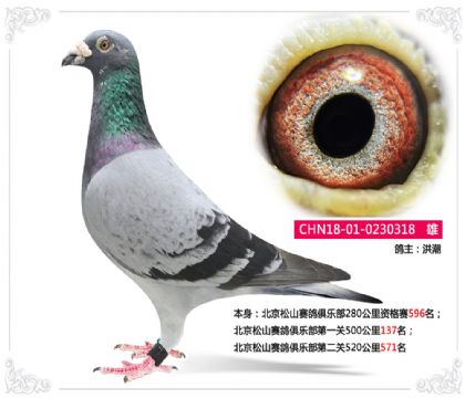 洪潮--北京松山賽鴿俱樂部第一關(guān)500公里137名 雄