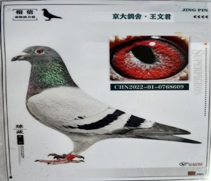 京大鴿舍-王文君---蓋比609 雌