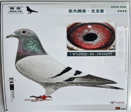 京大鴿舍-王文君---177 雄