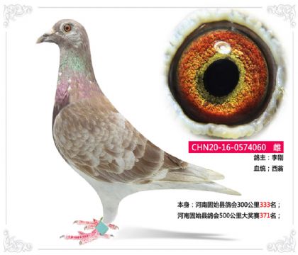 河南固始縣鴿會(huì)500公里大獎(jiǎng)賽371名 雌