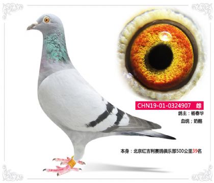 北京紅吉利賽鴿俱樂部500公里39名 雌