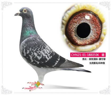 極致國際-潘世祿 當(dāng)克斯私環(huán)種鴿506 雄