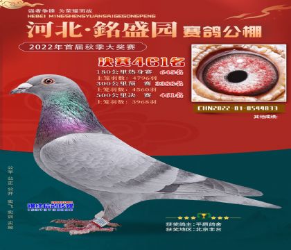 河北淶水銘盛園公棚500公里決賽461名 雄