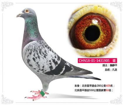 北京昌平鴿會(huì)550公里國家賽93名 雄