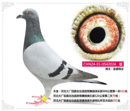 河北大廠回族自治縣勝翔賽鴿俱樂部520公里第二關(guān)79名