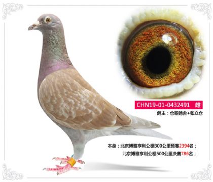 北京博雅亨利公棚500公里決賽786名 雌