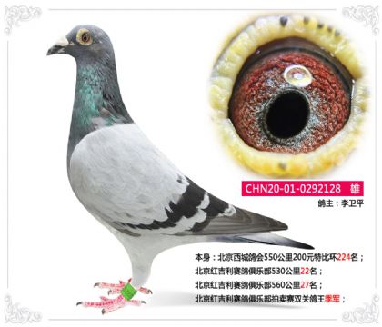 北京紅吉利賽鴿俱樂部拍賣賽雙關(guān)鴿王季軍 雄
