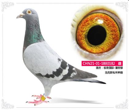極致國際-潘世祿 當(dāng)克斯私環(huán)種鴿182 雌