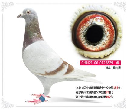 遼寧錦州北鎮(zhèn)鴿會(huì)500公里32名 雌