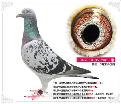 河北懷來源翔克勞沃公棚550公里加站賽364名 雌