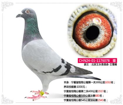 北京王永貴鴿舍-王雪峰-璽恒翔公棚500公里決賽683名