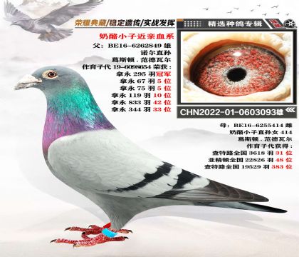 葛斯頓-范德瓦爾 “奶酪小子” 近親回血 超級種雄