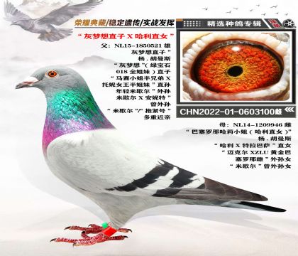 “灰夢想直子X哈利直女” 楊-胡曼斯 近親回血