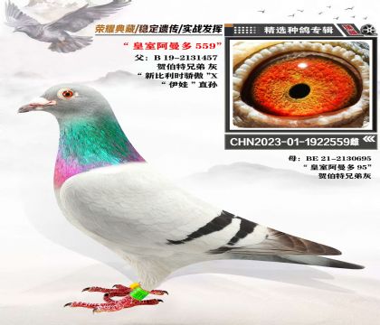 阿曼多血系 “皇室阿曼多559”近親回血