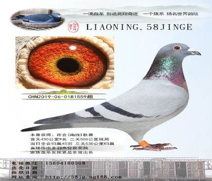 tֱOŮ FDֱŮ53025559