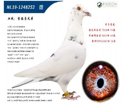 ׵ûֱӣ(zhn)Nٶһ