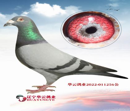 hؼҵѪϵ  ¸µĺ