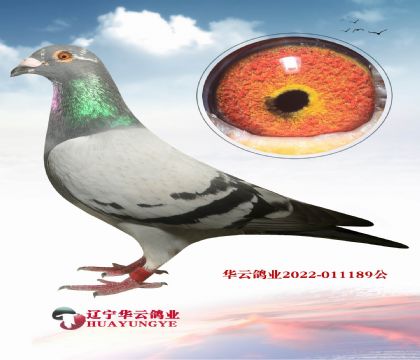 һw200܊ɣʿѪϵ ŮѪ