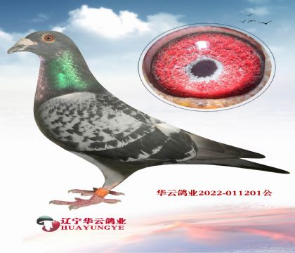 AƂ䌦Ѫ  һɹ
