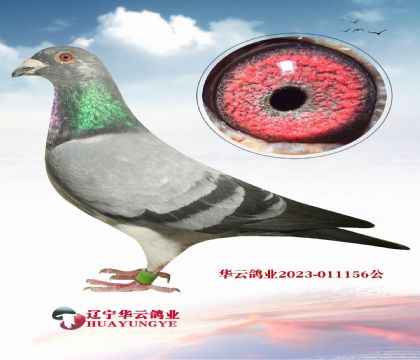 ղɭ019XѩءֱŮ