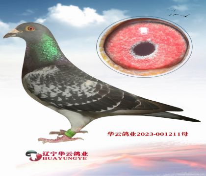 _(chung)P8λxBOBQِ5