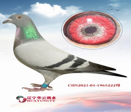 AƸ׵222ĸ