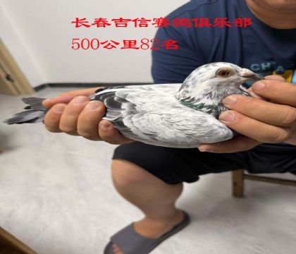 6.Lِ50082